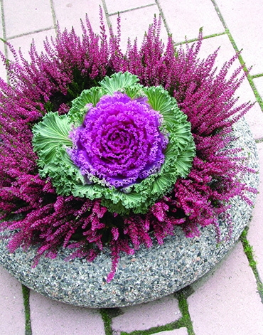 Autors: Solveiga Ivanova