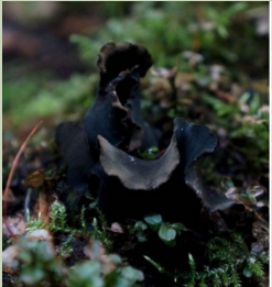 Lonomidotis irregularis. Kruzuļaina tumši brūna līdz violeta sēne, viena puse ir gluda un otra izcilnēta (kā ar sīkiem punktiņiem). Aug uz apšu, alkšņu, bērzu un gobu kritalām.
Autors: no www.dabasdati.lv