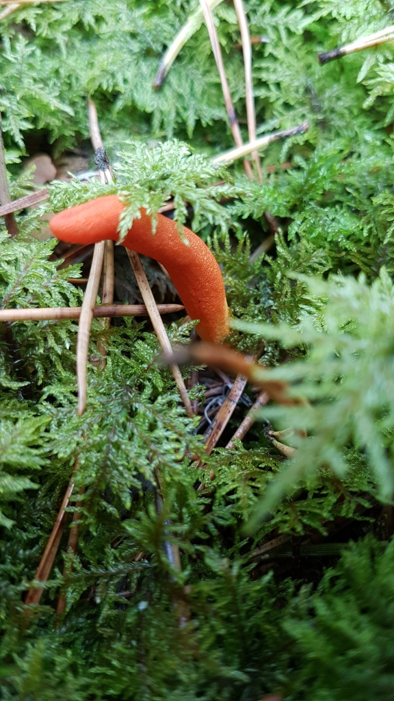 Kara milnene. Šogad Latvijā sastopama biežāk nekā parasti.
Autors: Julita Kluša