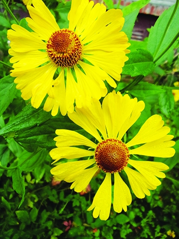 Autors: Inārs Dreijers