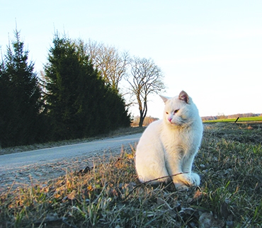 Autors: Solveiga Ivanova