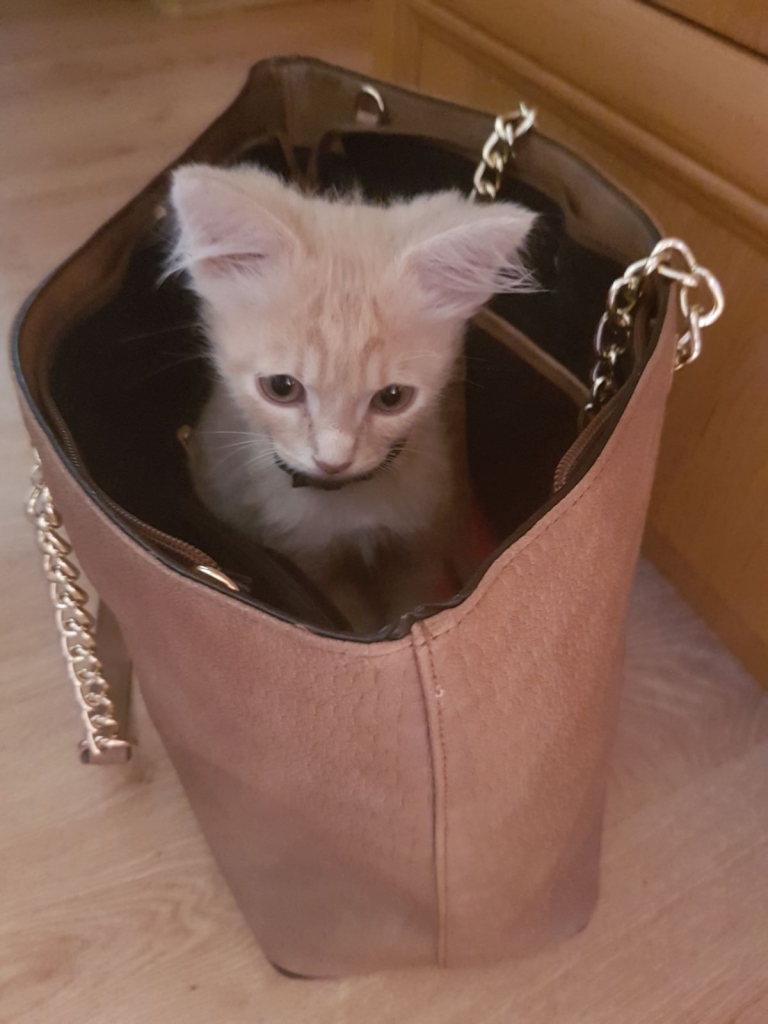 VISU MĪLULIS. Semīrs ir sabiedrisks un ziņkārīgs — gatavs doties līdzi saimniecei ikdienas gaitās. 
Foto no personīgā albuma