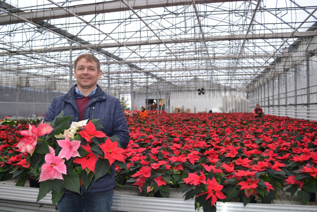 PRIEKAM UN NOSKAŅAI ir “Sedumos” audzētās puansetijas. Attēlā  — Sarmis Kalniņš.
Autors: Sandra Pumpure