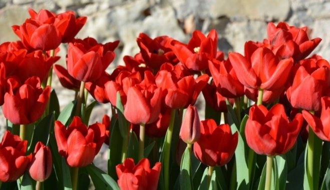 ‘Latvija’ maijā rīdziniekus un galvaspilsētas viesus iepriecinās pie Brīvības pieminekļa.
Autors: publicitātes