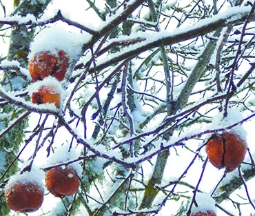 Autors: Silvija Karpoviča