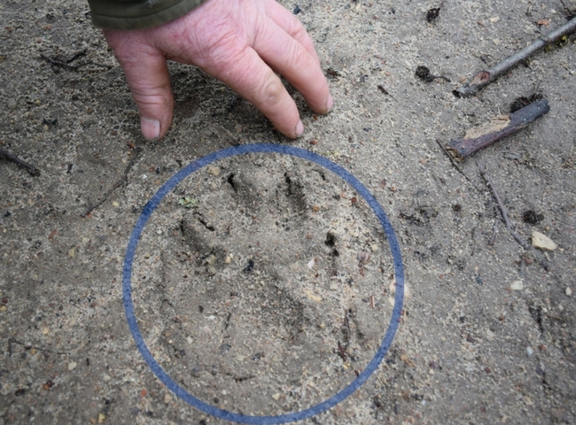 Pēdas. Vilks vai suns?
Autors: Imants Kaziļuns