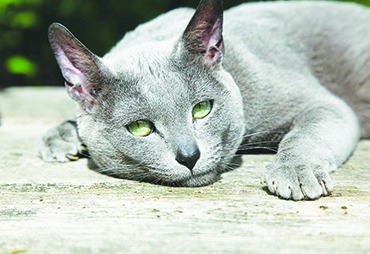 Autors: Žanna Žaka