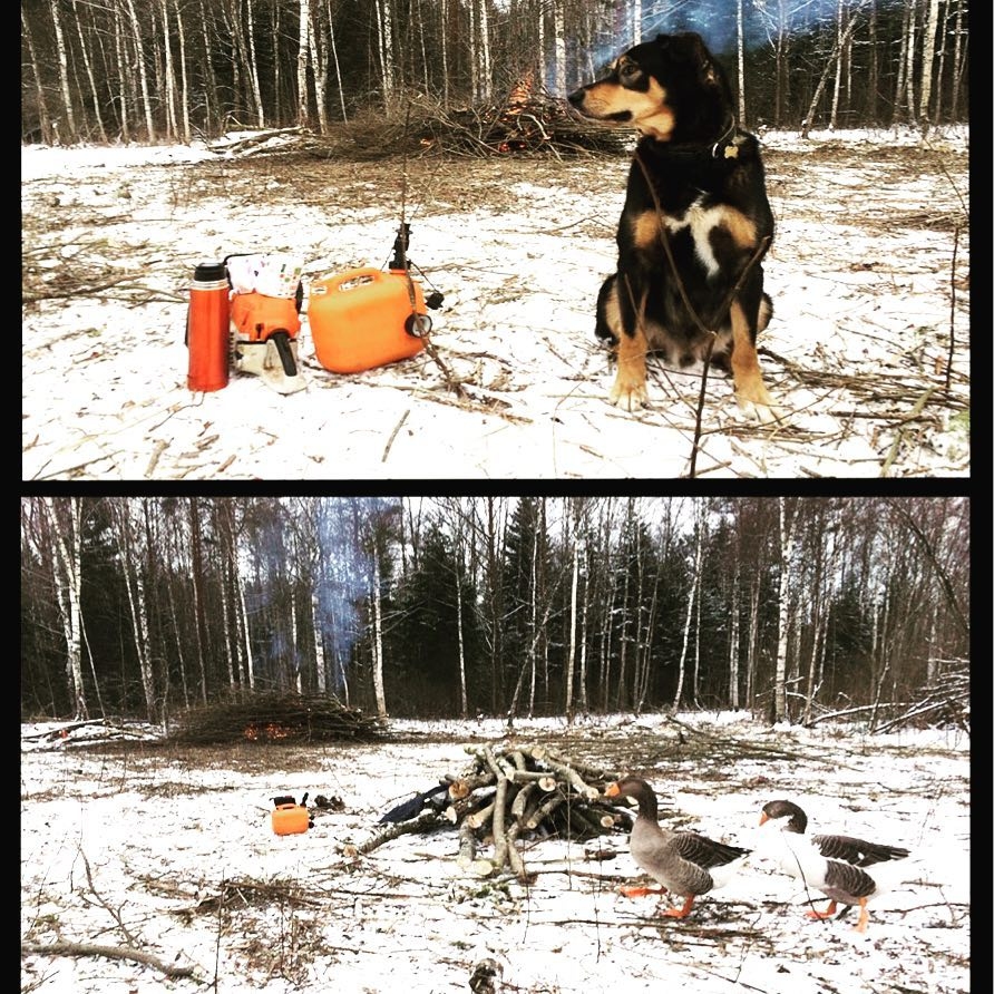 Mūsu palīgi meža darbos.
Autors: no Faceboock.com vietnes fermadabasgarsa