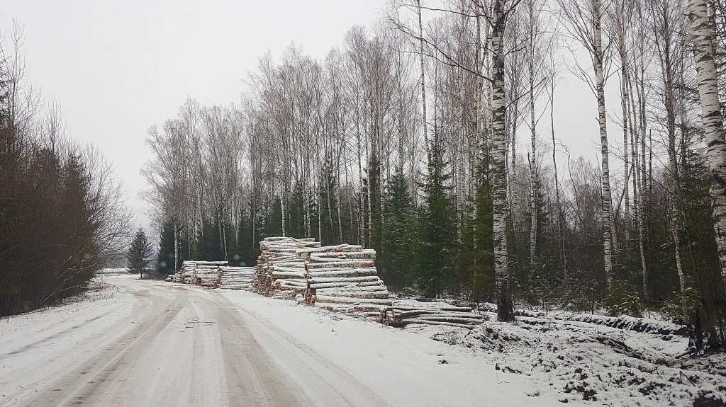 Ražas laiks. Baļķu grēdas ceļa malā Daudzeses pagastā.
Autors: Imants Kaziļuns