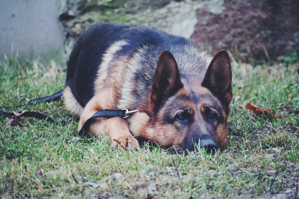 Autors: policijas, autors Ksenija Belova