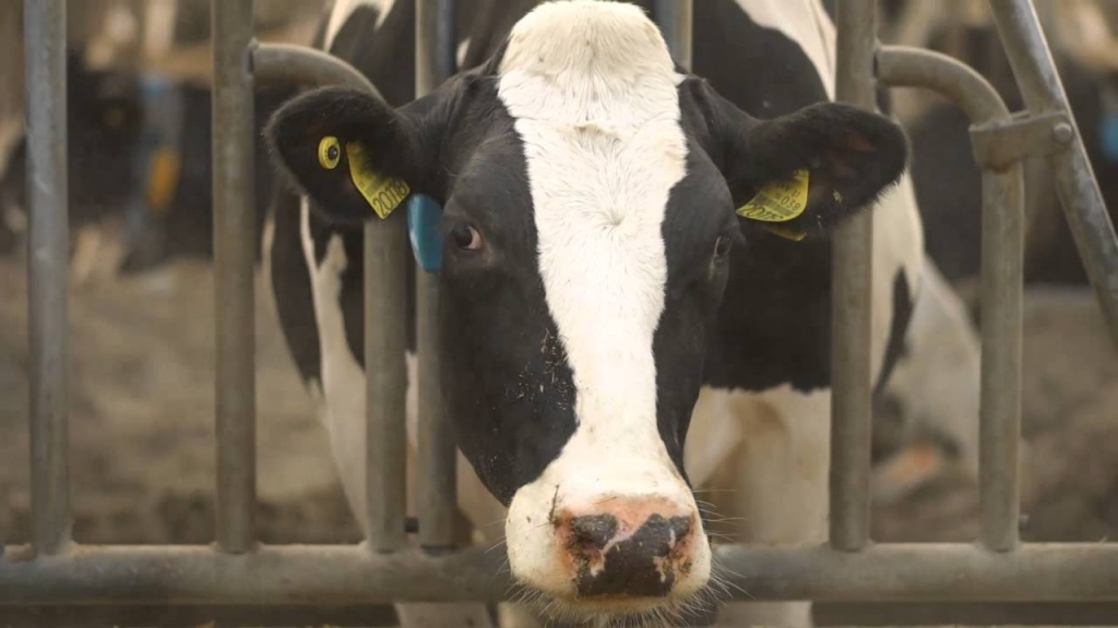 PIENSAIMNIEKI ATZĪST: šī krīze nozarē ir dramatiskāka nekā ar Krievijas embargo saistītā. “Izķepurosimies, kas mums cits atliek!” saka zemnieki.
Autors: no interneta