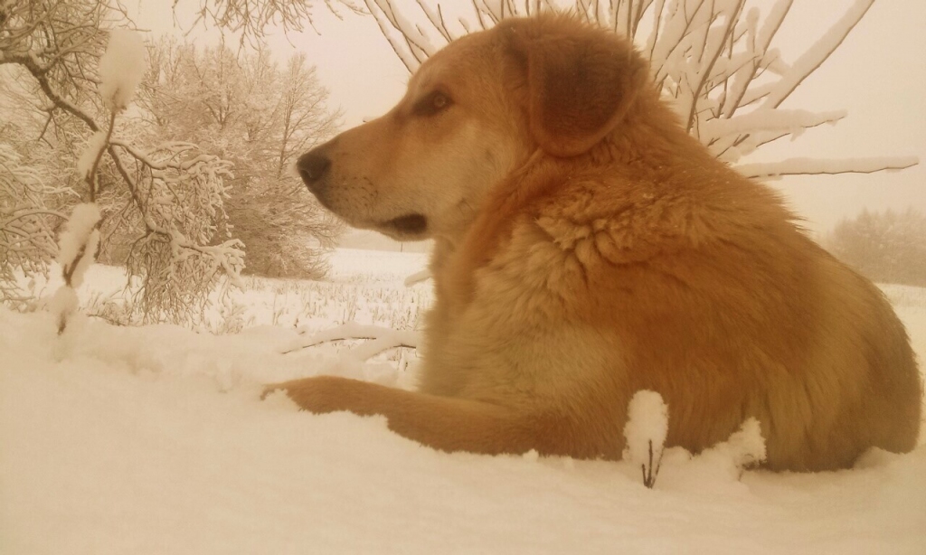 Dzeltenā Suņa gada pavēlnieks.
Autors: Oskars Vītols