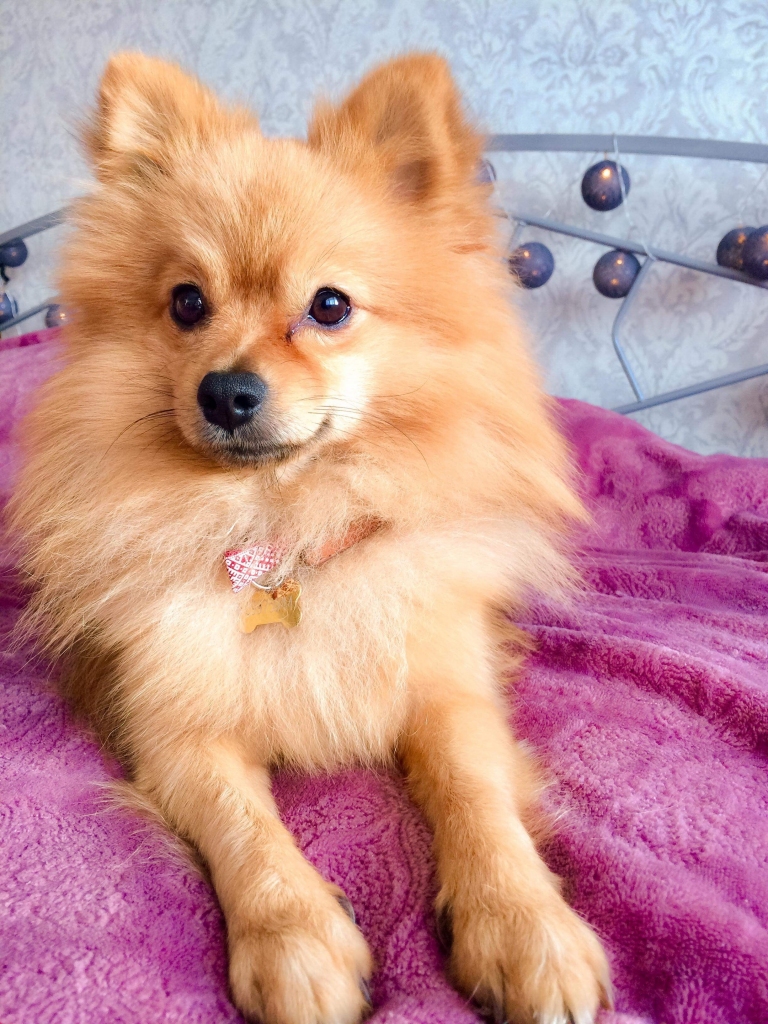 Mūsu mīlulis  Patriks.
Autors: Agita Arbeitere  no Rīteriem