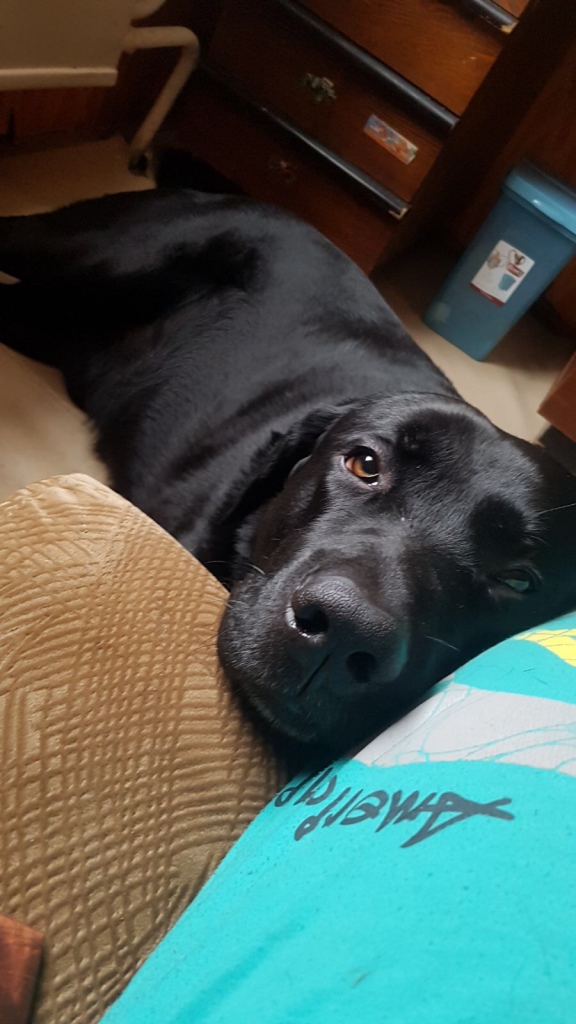 divi patriki. Attēlā no kreisās — Inas Orlovas mīlulis, nevis Agitas Arbeiteres, kā bija publicēts laikraksta “Staburags” 20. februāra numurā.
Agitai Arbeiterei pieder otrajā attēlā redzamais suns.