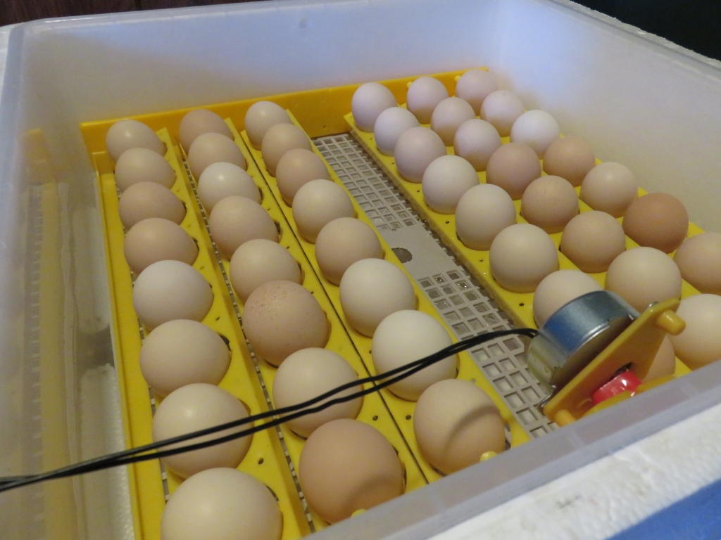 Pirmo reizi 48 olas ieliktas inkubatorā.