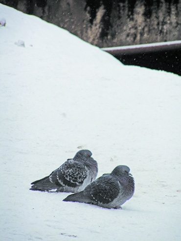 Autors: Inārs Dreijers