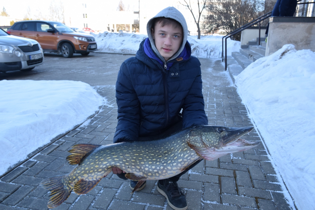 IZCEĻ AIZ ŽAUNĀM. Adriāns Strigins ar milzu līdaku, kura sver 9,2 kilogramus un kuru viņš aiz žaunām izcēla no āliņģa. Līdz šim viņa lielākais loms bijis 5,6 kilogramus smags zandarts, kas izvilkts Daugavā. Adriāns “Staburaga” lielās zivs konkursā 2014. gadā piedalījās ar 4,2 kilogramus smagu plaudi un ieguva pirmo vietu.
Autors: Guna Mikasenoka