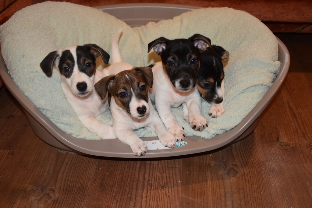 RETS MIRKLIS. Tomēr izdodas noķert mirkli, kurā visi četri suņuki — Aristokrāts, Meksikānis, Alfa un Kamēlija Bjanka — raugās vienā virzienā.