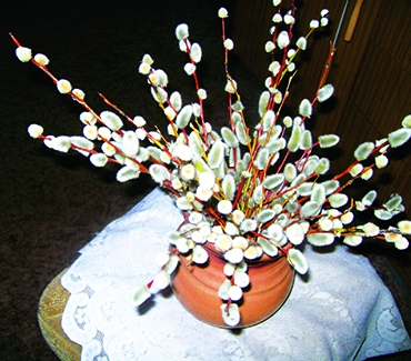 * Kāds laiks Pūpolu svētdienā, tāds būs arī pirmajās Lieldienās.
* Pūpolu svētdienā nedrīkst sukāt matus — tad utis augs lielas un apaļas kā pūpoli.
* Nedrīkst nest kurināšanai apaļas malkas pagales, tad vasarā redzēs daudz čūsku.
* Miežu apcirknī jāiesprauž niedre, lai mieži aug kā niedres.
* Pūpolu svētdienā galdā liek zirņus, pupas, miežu biezputru, arī putraimus ar zirņiem.
Autors: Ināra Sudare