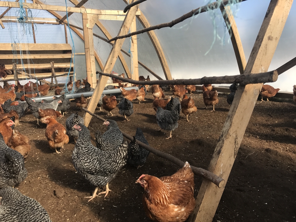 Kā skaistumkaralienes. Melnraibas un brūnas — tādas ir jaunās iemītnieces.
Autors: no ģimenes albuma