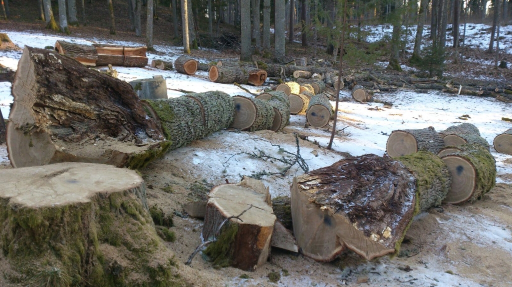 Viss likumīgi. Daudzeses pagasta kapos pie baznīcas nozāģētie ozoli tika nogādāti uz pagasta katlumāju.
Autors: aculiecinieka