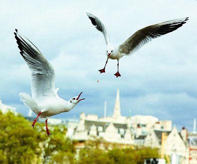 Autors: Žanna Žaka