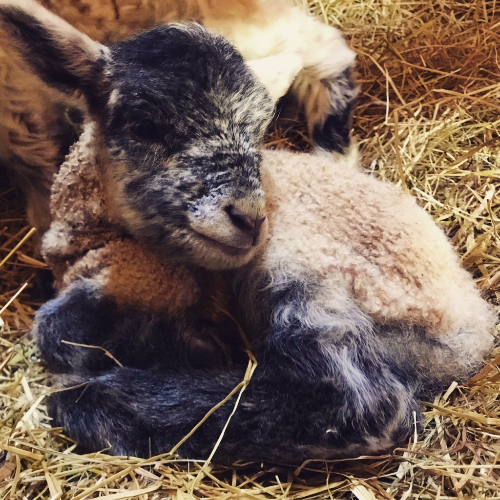 Jauniņais. Pusstundu vecs jēriņš.
Autors: no Daces albuma