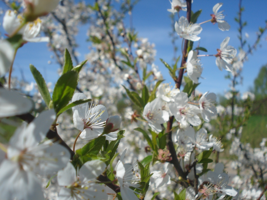 Autors: Silvija Karpoviča