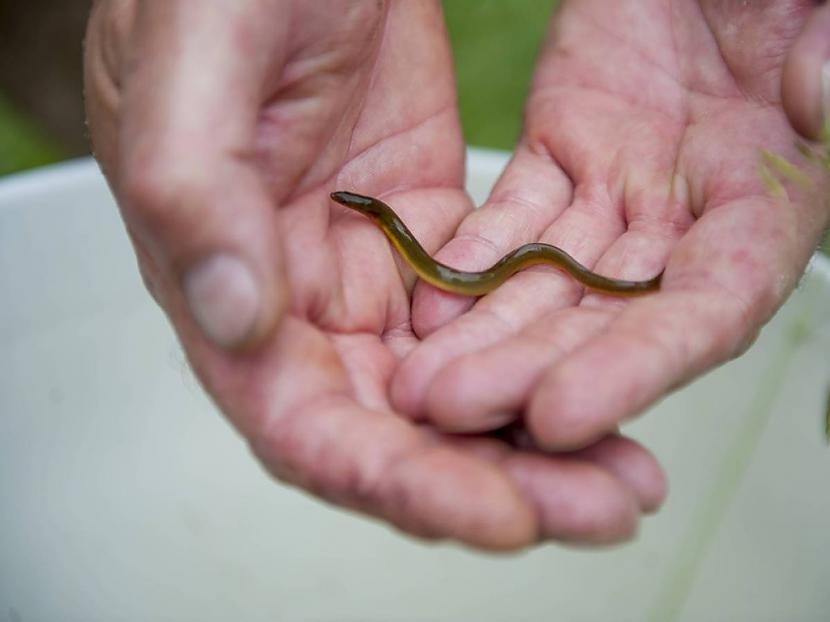 Attēlam ilustratīva nozīme.