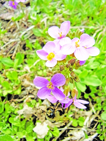 Autors: Inārs Dreijers