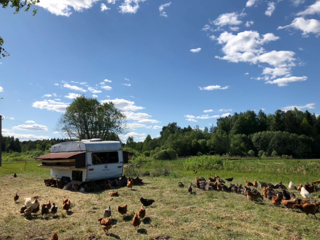 MĀJA UZ RITEŅIEM. Vistas jau pieradušas, ka ik rītu viņas aizvizina uz jaunu pļavu.
Autors: no Daces albuma