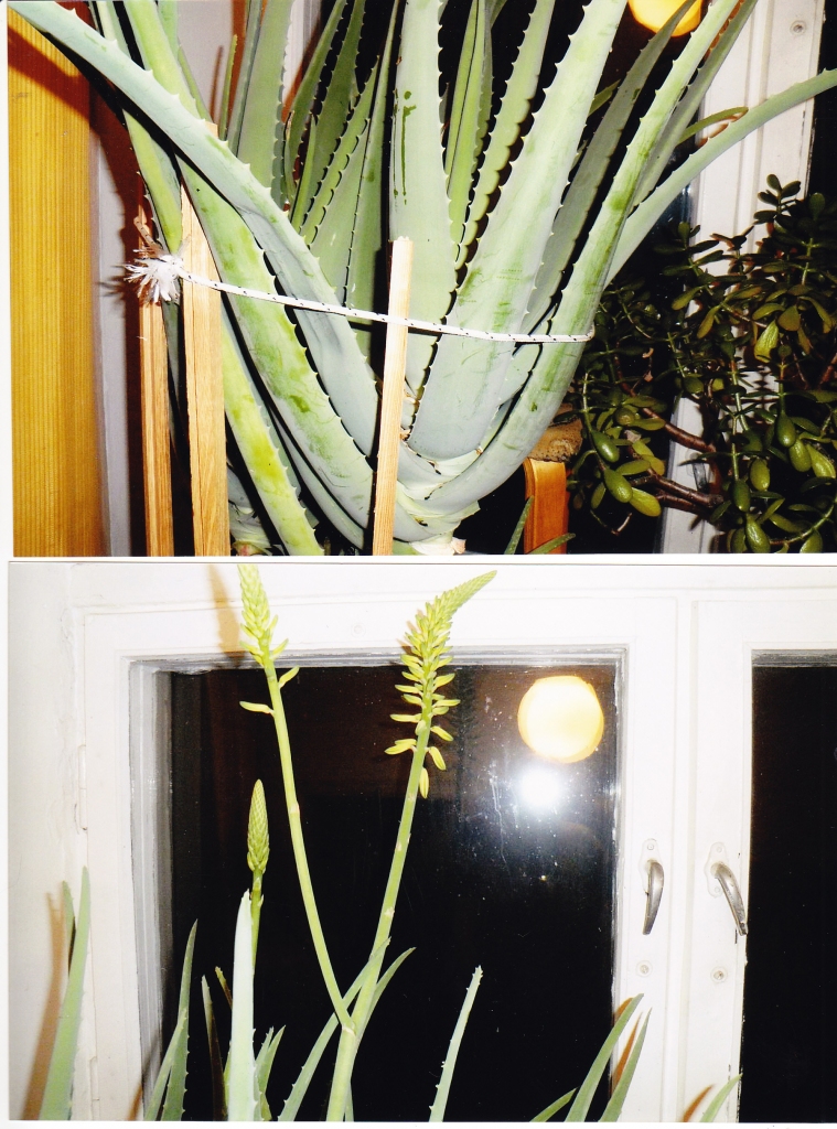 ZIEDOŠAIS PRIEKS. Vladislavs kopš bērnības atceras, ka ir tāds augs alveja, bet ne reizi nebija redzējis to ziedam. Paša audzēta alveja šopavasar iepriecinājusi ar trijiem ziediem. Augs ir tik liels, ka saimnieks to fotografēja divās daļās, jo viss stāvs neiekļāvās vienā kadrā.
Autors: Vladislavs