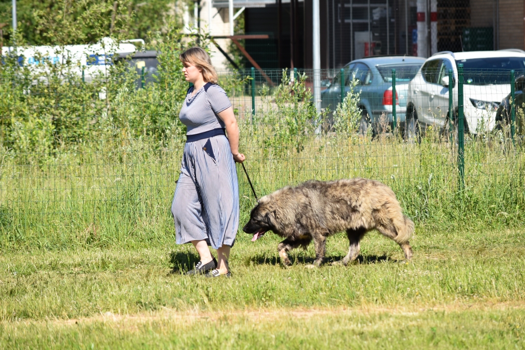 Iesim maliņā sasukāties! Daugavpiliete Katja ar Kaukāza aitusuni Vestu.