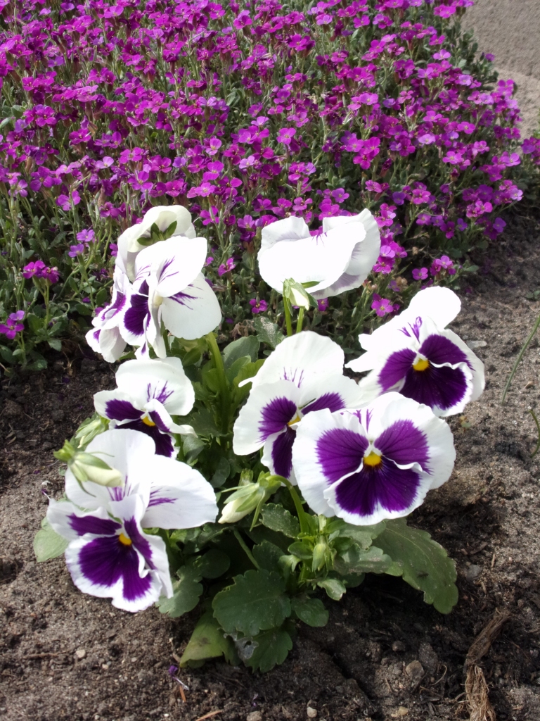 Autors: Inārs Dreijers