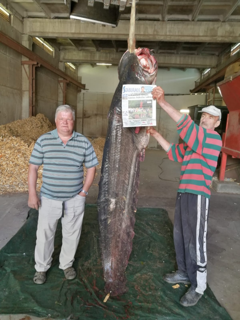 Varenais “simtnieks”. Koknesietis Armands Preiss (no kreisās) un viens no sama vilcējiem Gunārs Groza ar milzu lomu — 100 kilogramu smago ūsaini. Samu karalis Jānis Ritums teic, ka kopā ar lomu fotografējas reti, jo pēc tā izvilkšanas viņš esot aizņemts — kamēr citi sver, viņš kārto murdus un dara citus darbus.
Autors: Rinalds Tarvīds