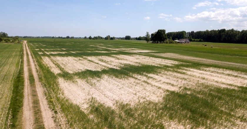 ZEME IZDEGUSI. Visā Latvijā tīrumi, pļavas un ganības izslāpuši pēc lietus veldzes.
Autors: Kaspara Nordena foto (LETA)