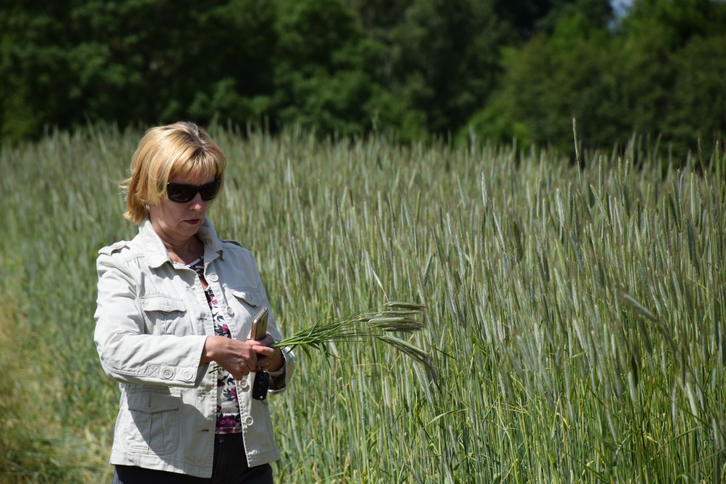GRAUDAUGU RAŽU pārbauda Skrīveru Zemkopības institūta vadošā pētniece Iveta Gūtmane.
Autors: Elita Brovacka
