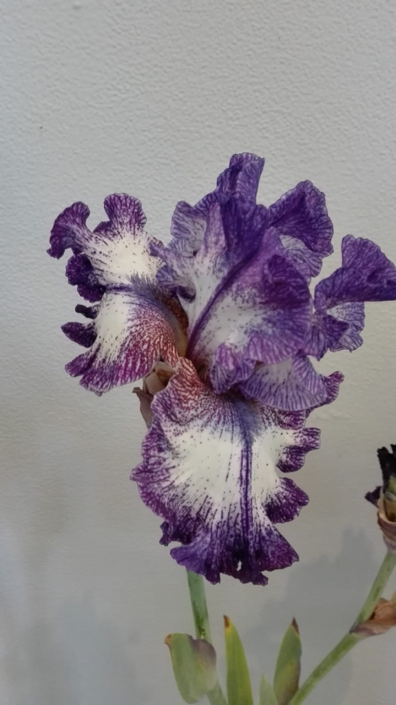 ĪRISI visām gaumēm.
Autors: Ināra Sudare