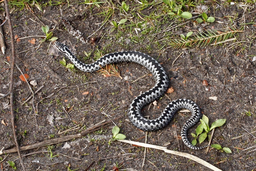 Attēlam ilustratīva nozīme.
Autors: redzet.lv