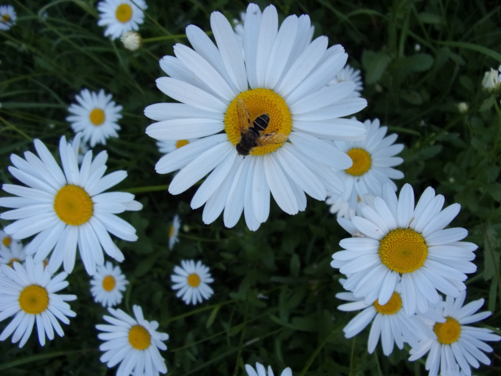 Autors: Inārs Dreijers