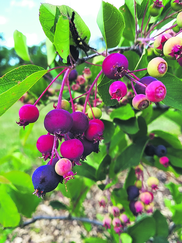 Korintes.
Autors: Raita Puriņa foto