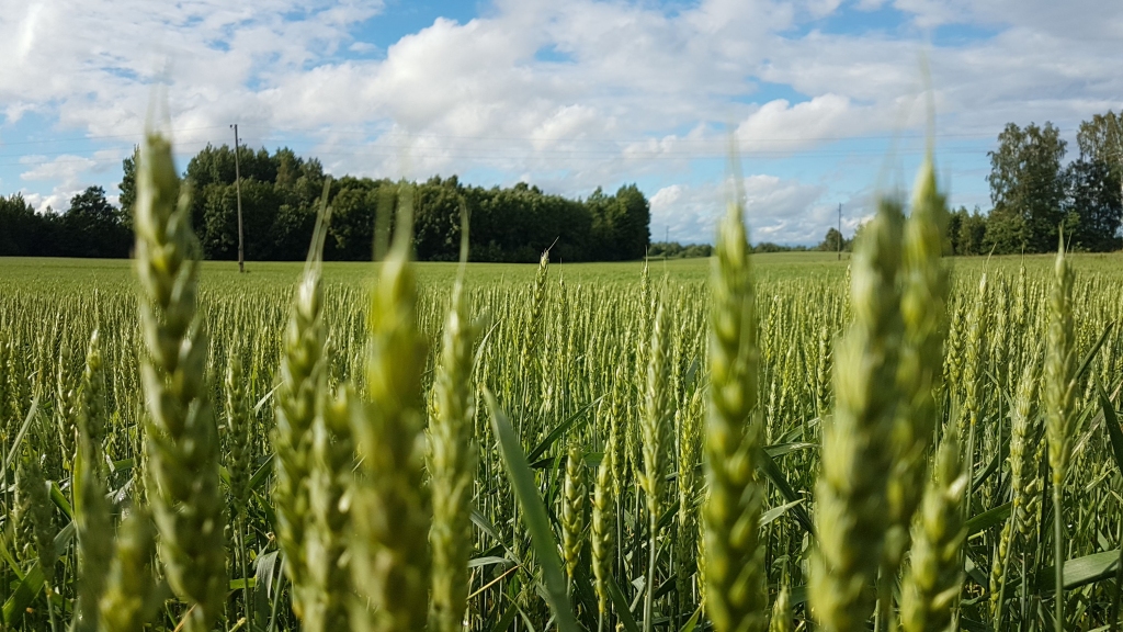 Svelmi izturējis. Labības lauks jūnija beigās Vecsaules pagastā.