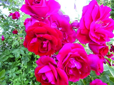 Autors: Inārs Dreijers