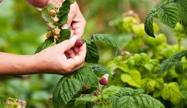 Attēlam ilustratīva nozīme.