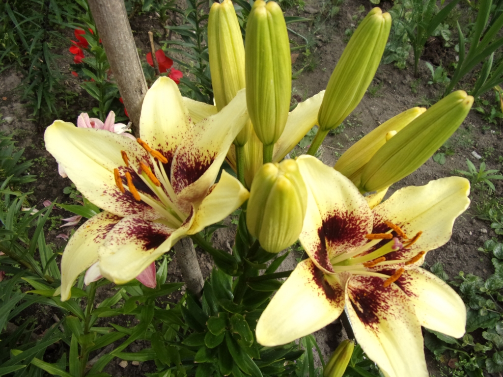 Autors: Inārs Dreijers