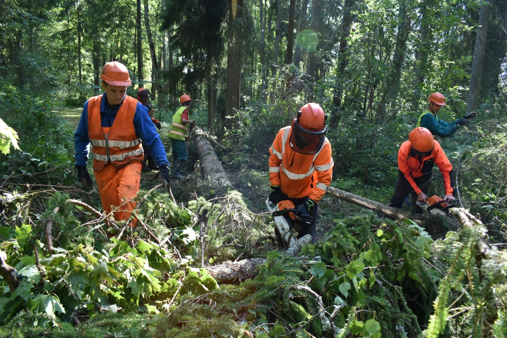 Šonedēļ Skrīveru dendroloģiskajā parkā turpinās sakopšanas darbi, lai novāktu pirmdienas pēcpusdienā stiprā vēja izgāztos kokus, kas sakrituši arī uz celiņiem un sētas. Pēc parka apsaimniekotāja — uzņēmuma “Latvijas valsts meži” —  tos veic SIA “IO Grupa” strādnieki.
Autors: Imants Kaziļuns