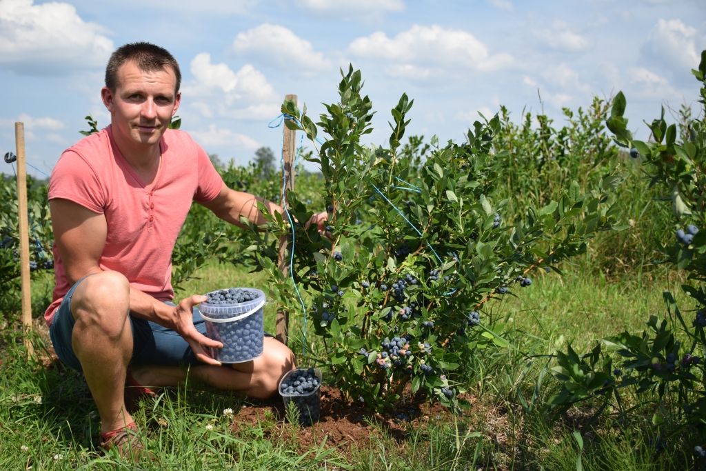 KRŪMMELLENES šogad nogatavojušās agrāk, un Zigmārs Vītols bilst, ka lielogu melleņu pirmā raža vākta jau jūlija sākumā.