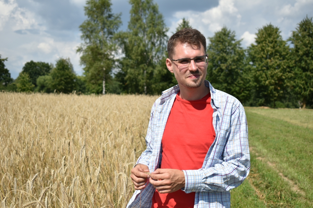 Ar senču metodi. Rudzu gatavību Ainis Daumanis nosaka, tos pagaršojot.