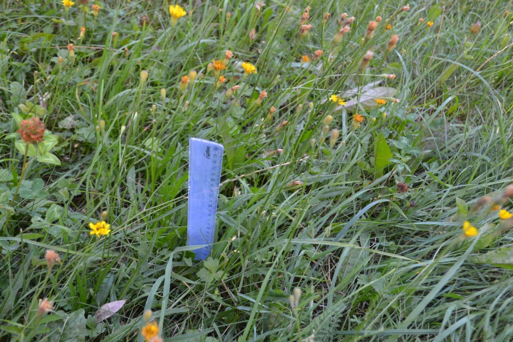 Autors: Guna Mikasenoka