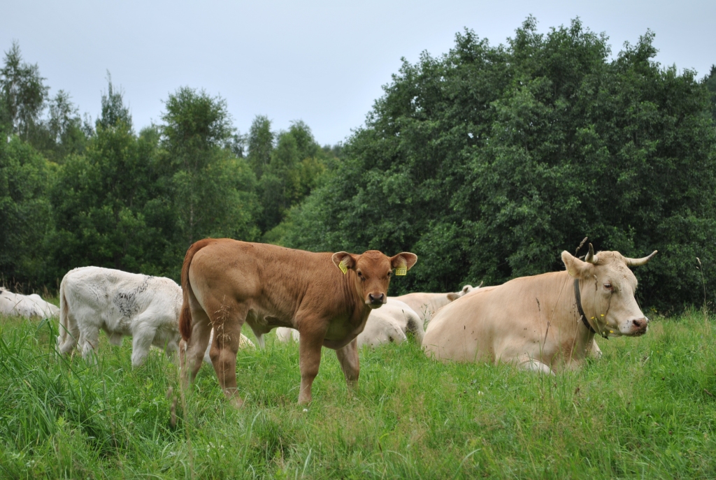 Pret pasterelozi iedarbīgs ir plašs antibiotiku spektrs, tajā skaitā arī tādas, kuru lietošana neapdraud piena kvalitāti un nav jāievēro citkārt noteikto dienu skaits, kad pienu nevar pārdot pārstrādei.
Autors: no “Staburaga” arhīva ir ilustratīva nozīme